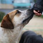 Dog Training Feedback: 7 Proven Ways to Decode What Your Puppy Really Thinks in Group Classes