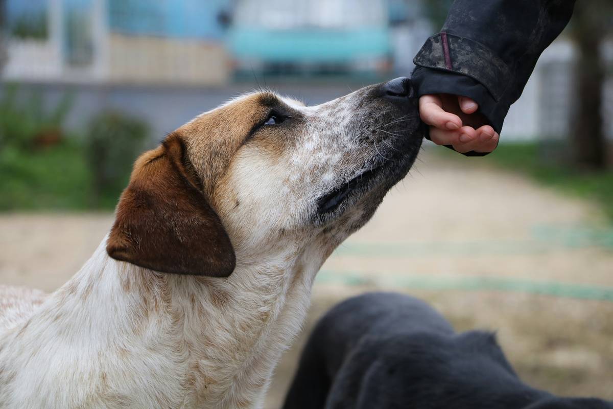 Dog Training Feedback: 7 Proven Ways to Decode What Your Puppy Really Thinks in Group Classes