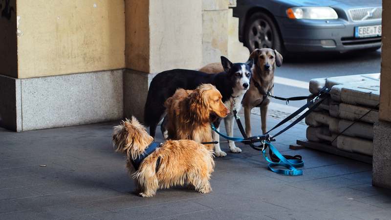 Homepage for Pet Care Pet Training Methods group training classes
