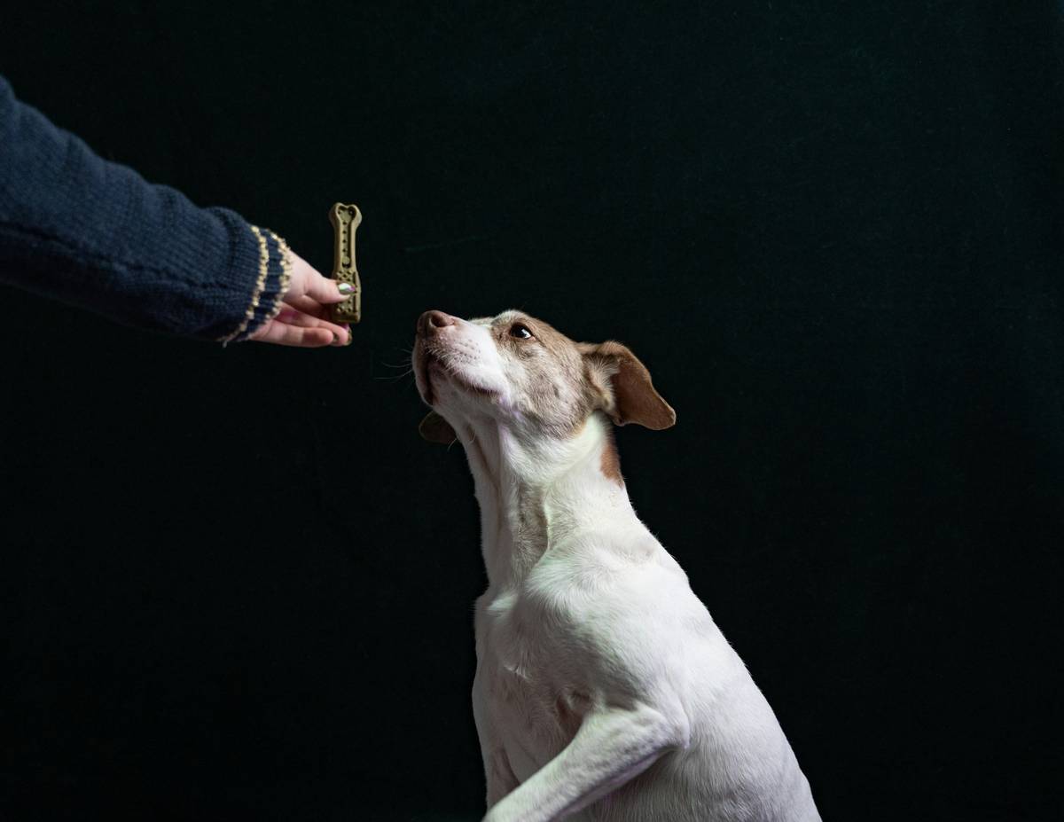 Dog training feedback shown in a group class setting with trainer observing two dogs mid-exercise, one relaxed and one with subtle stress signals like tight mouth and half-moon eye